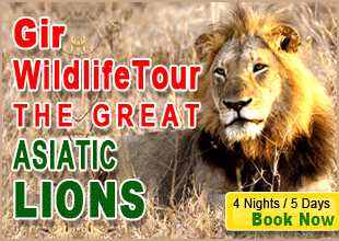Gir Wildlife Tour - Sight the Great Asiatic Lions