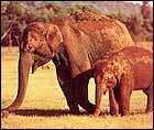 Indian Elephant