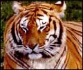 Sunderbans - Land of the tigers