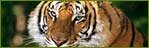 Indian Wildlife Portal, Wildlife in India, Wild Trails of India, Wildlife Tours of India, Wildlife Travel Guide, Wildlife Sanctuaries in India