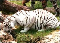 Support Project Tiger - Save Tiger