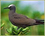 Indian Wildlife Portal