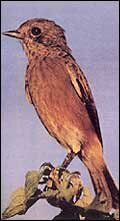 Bird - Wildlife in India