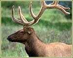 Indian Wildlife Portal