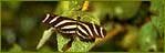 Indian Wildlife Portal, Wildlife in India, Wild Trails of India, Wildlife Tours of India, Wildlife Travel Guide, Wildlife Sanctuaries in India
