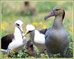Indian Wildlife Portal