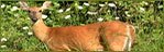 Wildlife Pictures