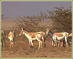 Indian Wildlife Portal
