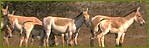 Indian Wildlife Portal, Wildlife in India, Wild Trails of India, Wildlife Tours of India, Wildlife Travel Guide, Wildlife Sanctuaries in India