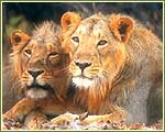 Indian Wildlife Portal