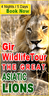 Gir Wildlife Tour - Sight the Great Asiatic Lions