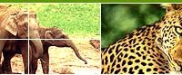 Bengal Tigers, Bandhavgarh National Park, Manas Tiger Reserve, Tiger Sanctuaries In India, Tiger Trail Packages