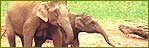 Indian Wildlife Portal, Wildlife in India, Wild Trails of India, Wildlife Tours of India, Wildlife Travel Guide, Wildlife Sanctuaries in India