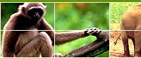 Wildlife Expedition, Wilderness Expedition, Asiatic Lions In India, Wildlife Expedition India, West India Wildlife Tours