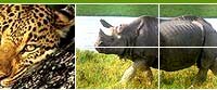 Indian Wildlife Portal, Wildlife in India, Wild Trails of India, Wildlife Tours of India, Wildlife Travel Guide, Wildlife Sanctuaries in India