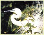 Indian Wildlife Portal