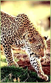 Leopard - Wildlife in India