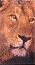 Lion in Gir National Park