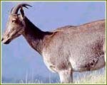 Indian Wildlife Portal