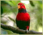 Indian Wildlife Portal