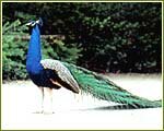 Indian Wildlife Portal