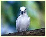 Indian Wildlife Portal