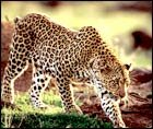 Leopards in India