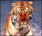 Royal Bengal Tiger