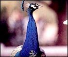 National Bird of India