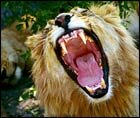 Asiatic Lion