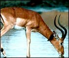 Deer in Gir