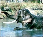 Indian Elephant