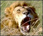 Lion in Gir