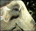 Elephant in Periyar