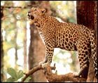 Beagal Cat Tiger