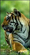 Tiger in India