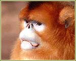 Indian Wildlife Portal