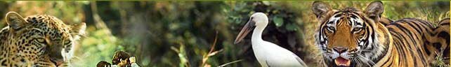 Wildlife Tours, Indian Wildlife Tour, Wildlife Travel in India, Wildlife Tours India
