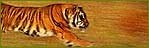 Indian Wildlife Portal, Wildlife in India, Wild Trails of India, Wildlife Tours of India, Wildlife Travel Guide, Wildlife Sanctuaries in India