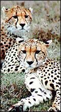 Tiger - Wildlife in India