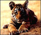 The Bengal Tiger