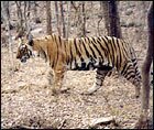 The Bengal Tiger