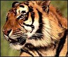 The Bengal Tiger