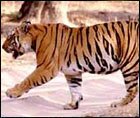 The Bengal Tiger