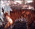 Tiger - Wildlife in India