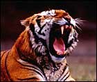 Indian Tiger