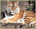 Bengal Tiger