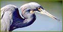 Indian Wildlife Portal, Wildlife in India, Wild Trails of India, Wildlife Tours of India, Wildlife Travel Guide, Wildlife Sanctuaries in India