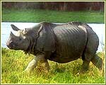 Indian Wildlife Portal