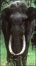 Elephant Safaris of India